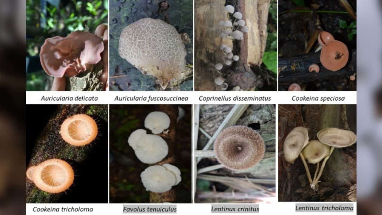Veja diferentes formas de apreciar cogumelos no Djapa