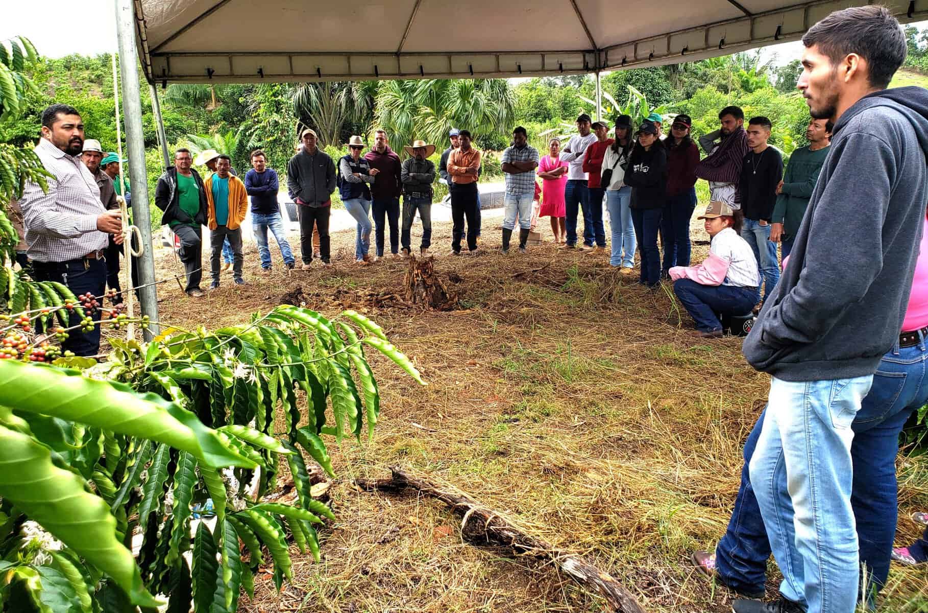 Ufes registra no Ministério da Agricultura a sexta cultivar de